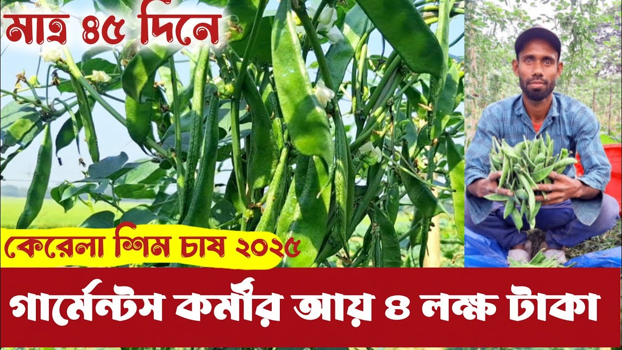 কেরেলা শিম চাষ | ৪ লক্ষ টাকা লাভ । kerela jater sim chas. আগাম জাতের ফসল।