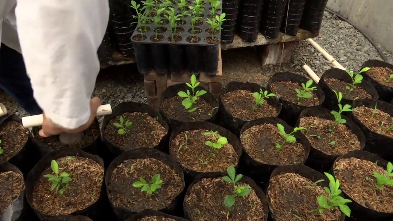 Agricultura al Día - Proyecto de cítricos impulsa trabajo de viveristas en Palmira