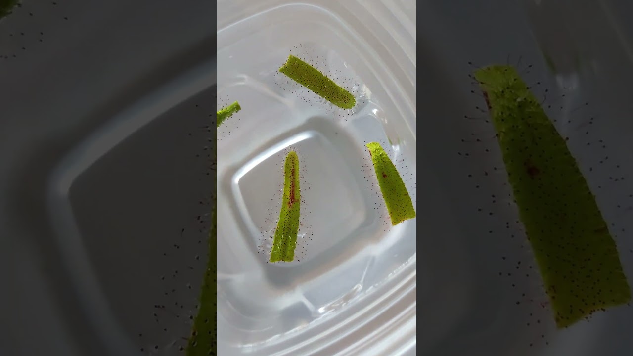 Day 5 of propagating cape sundews 🎃 #plants #carnivore
