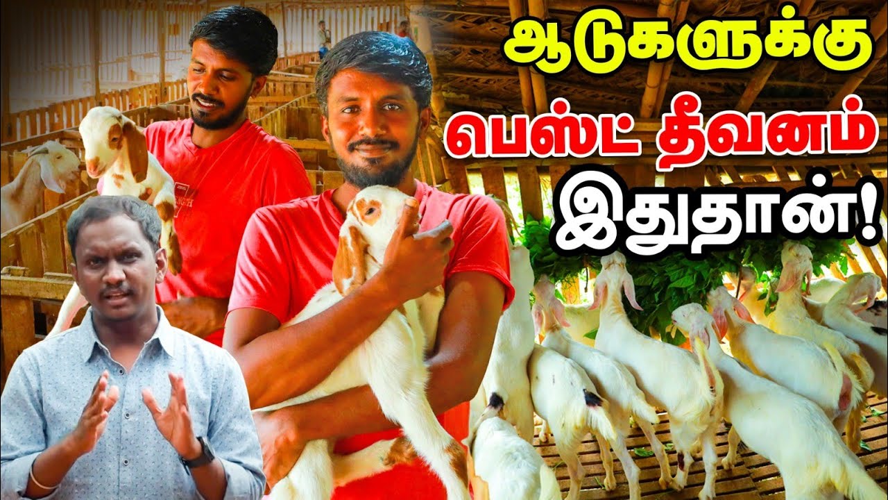 ஆடுகளுக்கு Best தீவனம்... லாபத்தை அதிகரிக்க இதைச் செய்யுங்க | Vinayaga Goat Farm Arunkumar