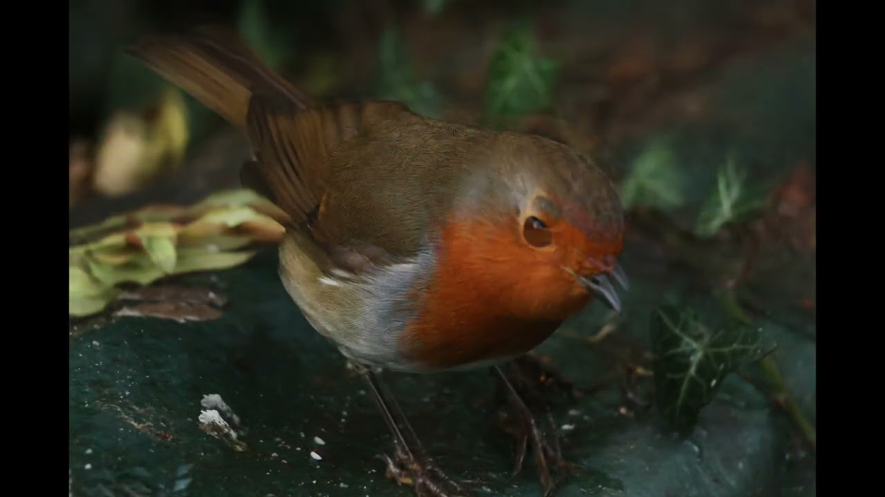 One robin morning