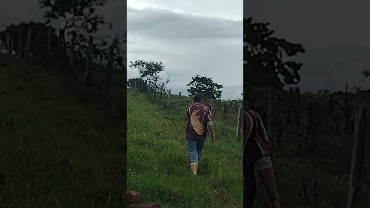 Levando as vacas para outro pasto🐮🐮🐮🐮