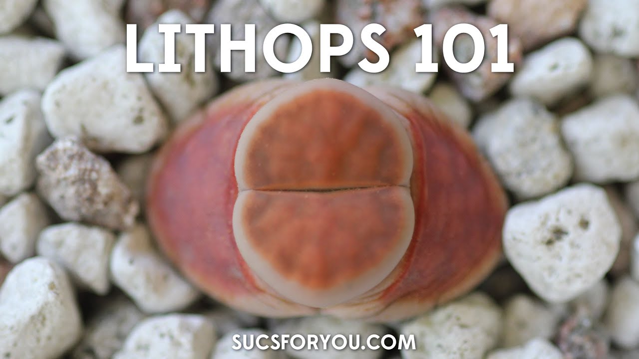 Литопсы 101 — что нужно знать, чтобы сохранить их живыми с Sucs for You!