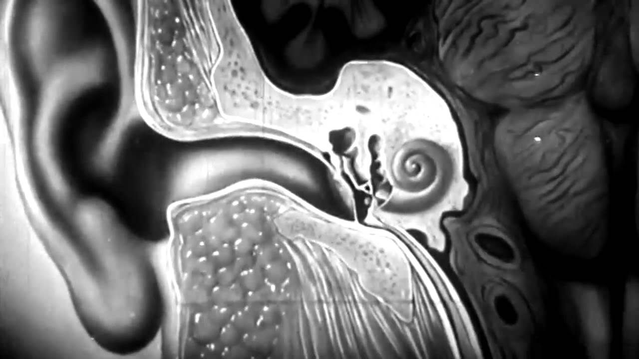 Auf keinen Fall Wattest&auml;bchen: So reinigen Sie Ihre Ohren richtig