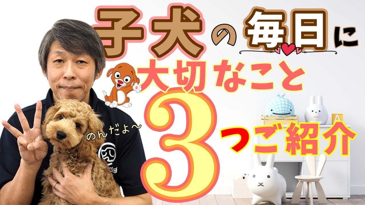 【子犬のしつけ】子犬の暮らしに大切な3つの習慣。子犬にとって大切な時間とは？