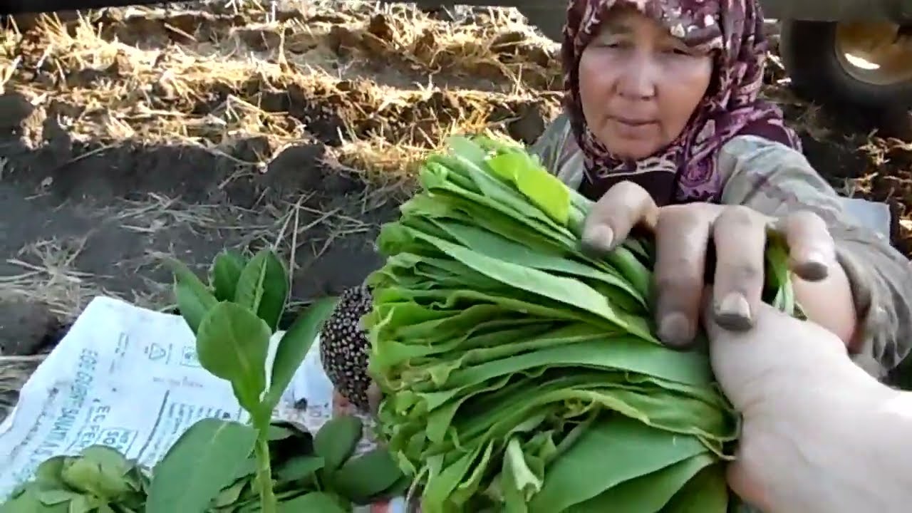 Haberciden; Tarlada Tütün Dizen Teyzenin Kimsesizlik Gözyaşları. Tekeli Köyü-Menderes-İzmir