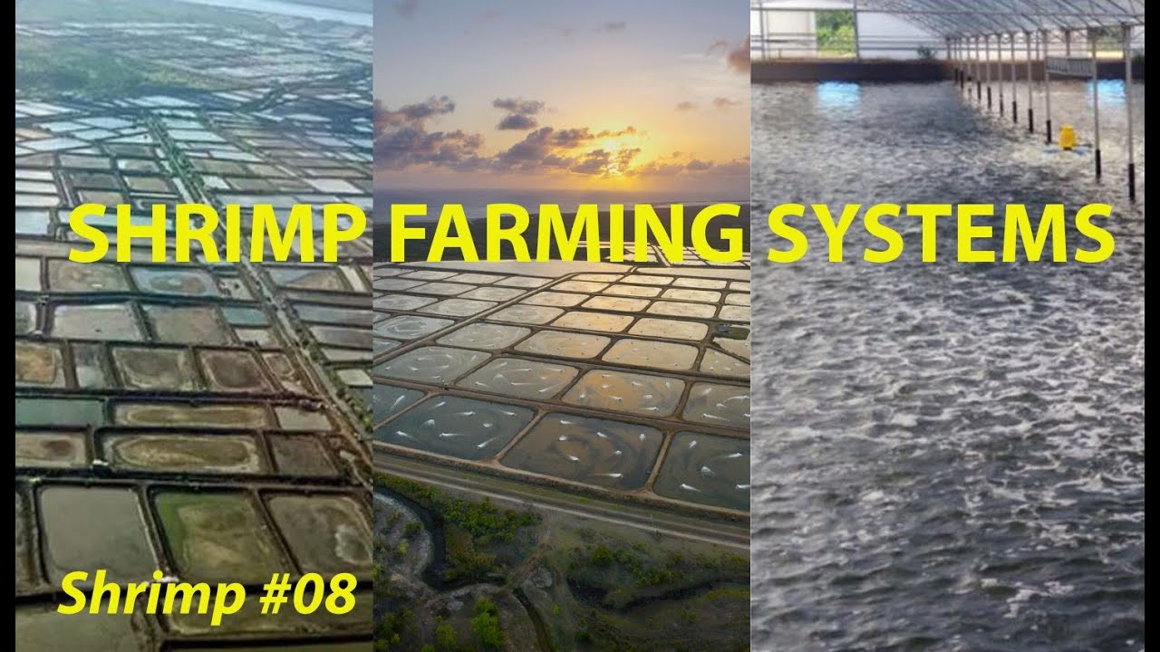 ИНТЕНСИФИКАЦИЯ КРЕВЕТКОВОГО РАЗВЕДЕНИЯ И КОНТЕЙНЕРНАЯ ЕМКОСТЬ #08 | #РЫБА