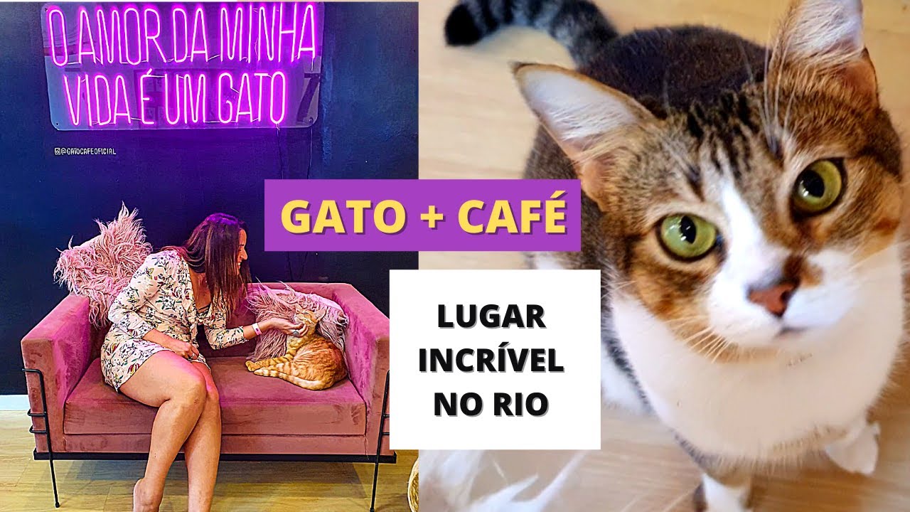 O QUE FAZER NO RIO DE JANEIRO - GATO CAFÉ ( RJ )