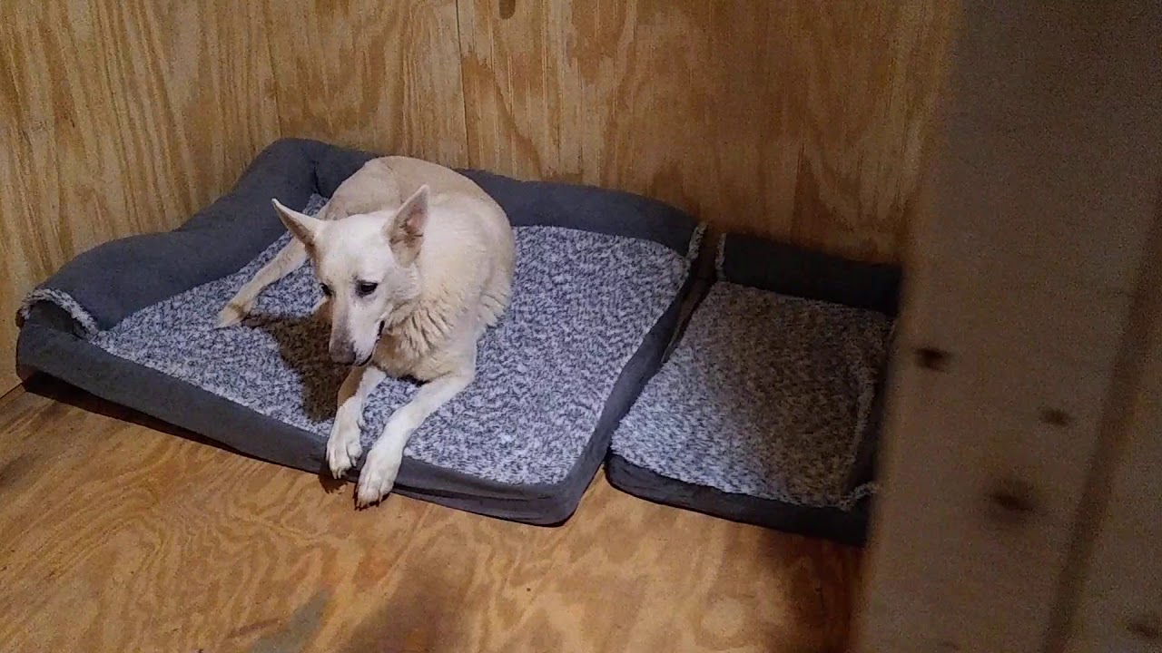 Storage Shed Converted to Dog and Cat House