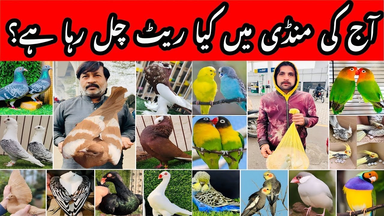 Multan kabooter mandi latest update | Sasty kabooter & Birds 