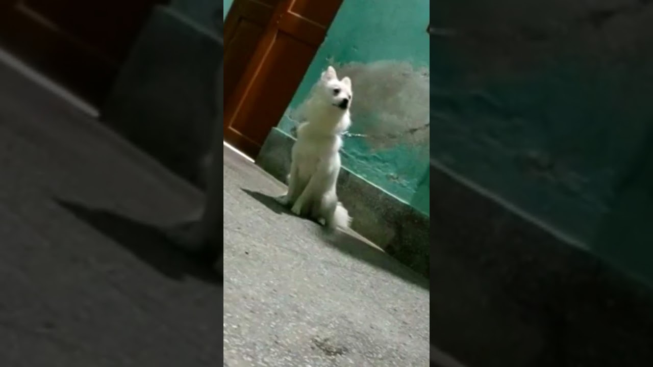 my dog reacted conch shell🐚 sound🔊 