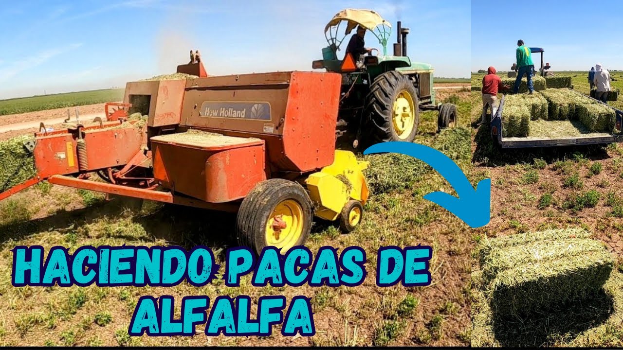 Así se Hacen las pacas de alfalfa / Empacadora New Holland / Valle del Yaqui.