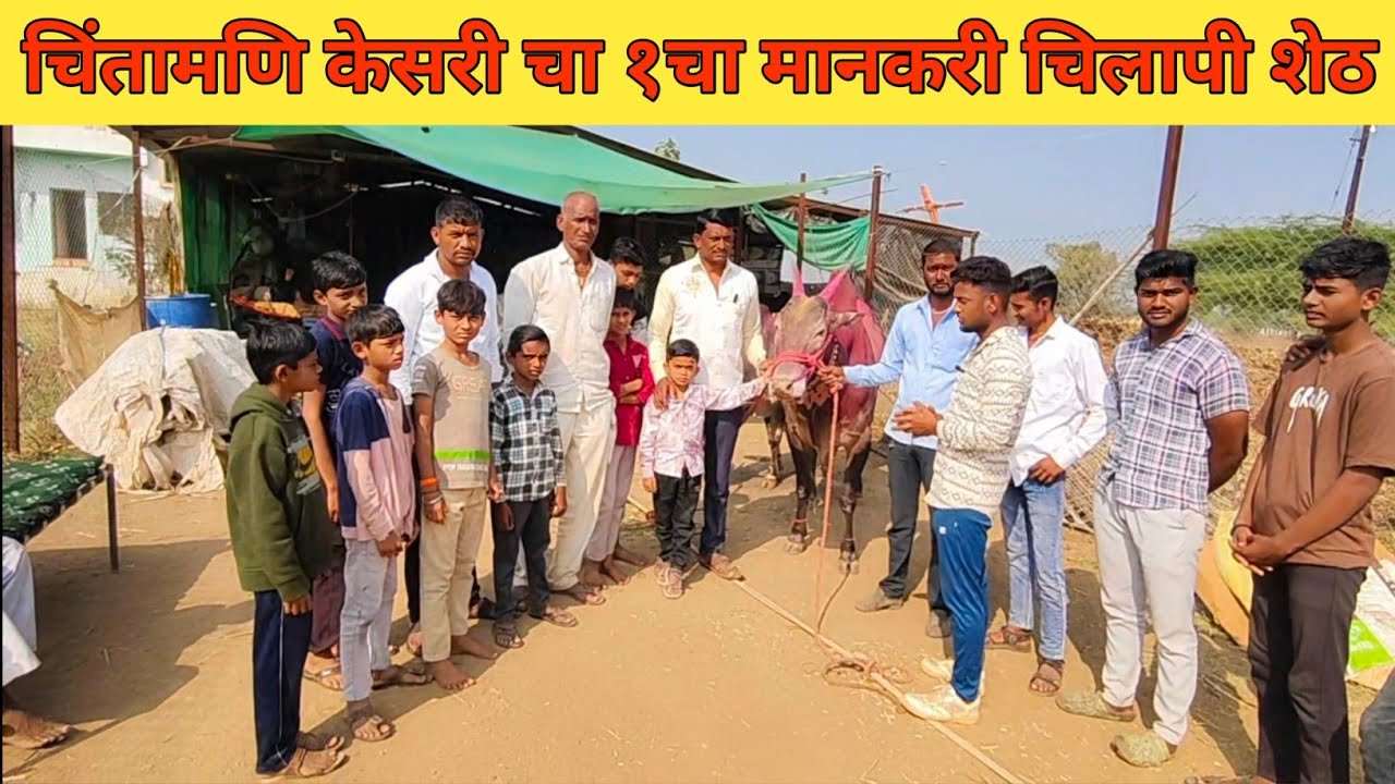 मैदान गाजवलं 🔥| चिलापी बैल | चिंतामणि केसरी नगरदेवळाChilapi Bail | Chintamani Kesari Winner#बैलगाडा 