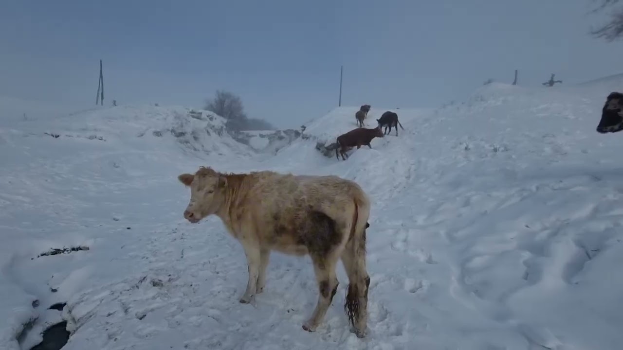 10.02.2026|АУЫЛ әлемі |Ақтөбе облысында ауа райы күрт өзгерді!
