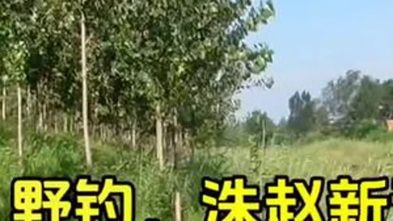 野钓，洙赵新河，大鲫鱼真不少