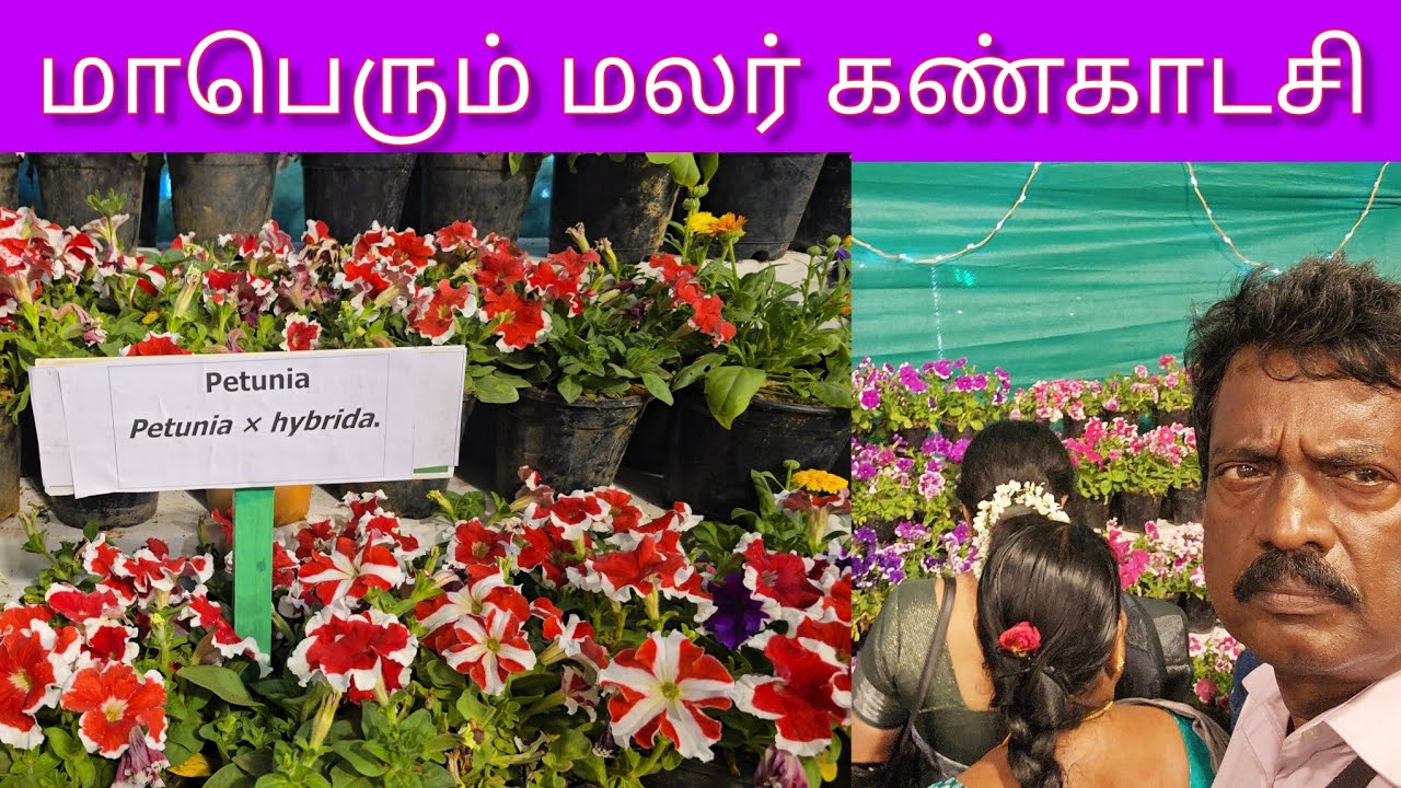 காரைக்காலில் மலர் கண்காட்சி