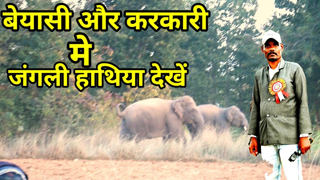 बेंयासी और करकारी में//जंगली हाथिया देखें 