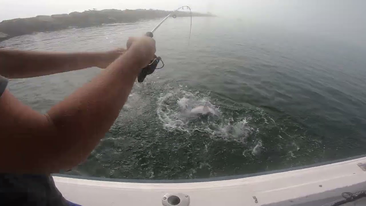Brown shark on little jig with light tackle and a sand flea