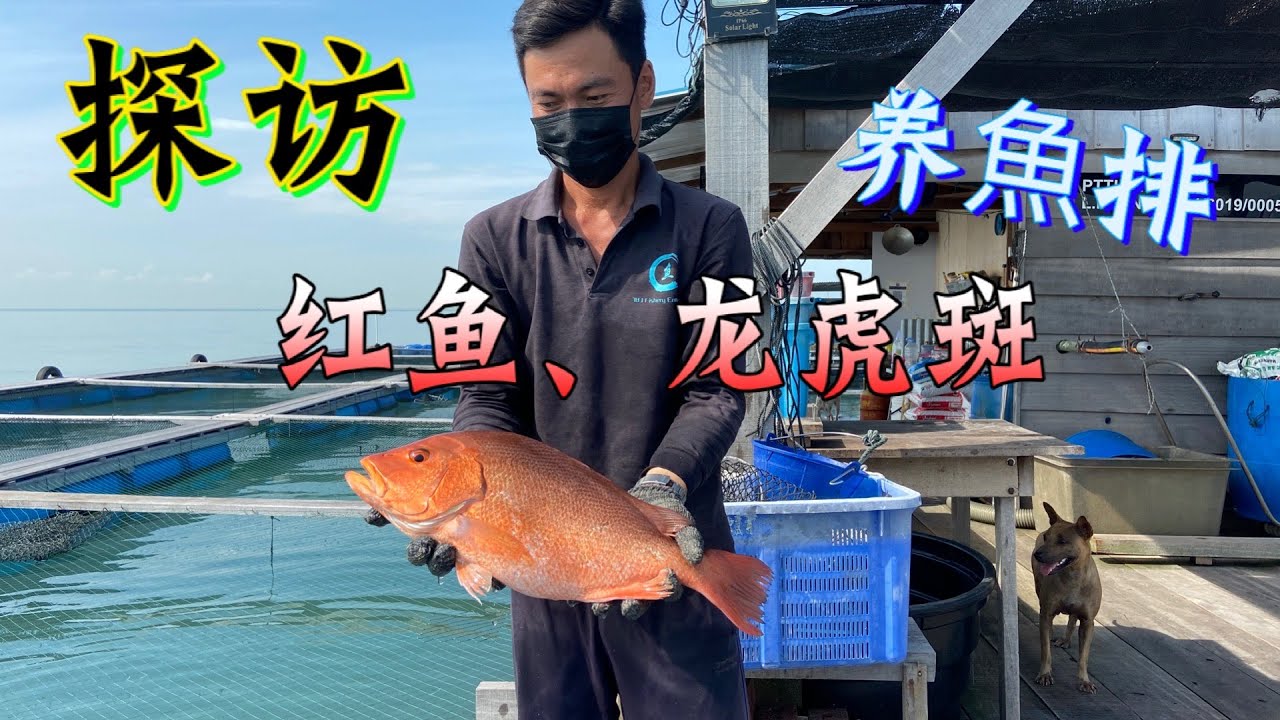 探访槟城最小的养鱼排，红鱼和龙虎斑，一起来了解......