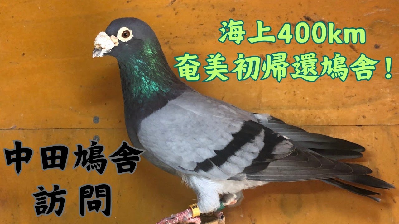 レース鳩　癒しの鳩舎巡りシリーズ1‼️海上400km帰還鳩舎訪問！