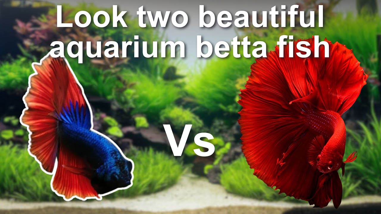 Look at the beautiful betta fish