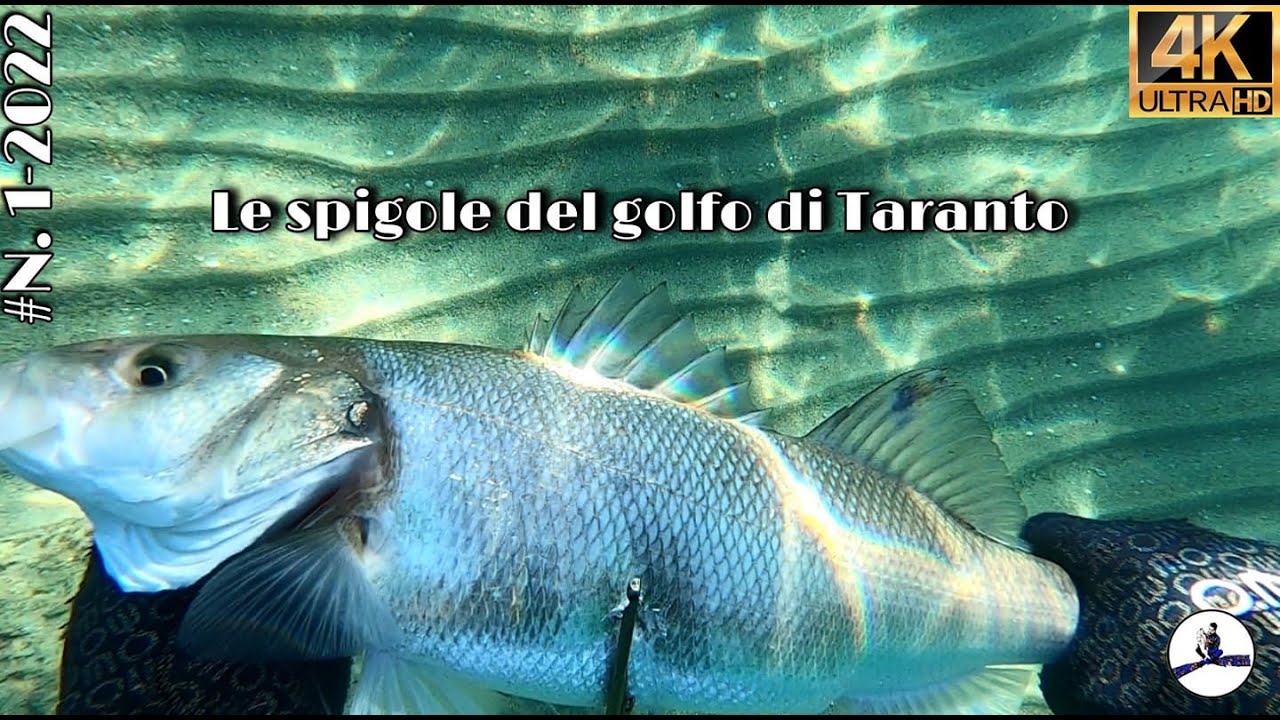 PESCA SUBACQUEA #N.1-2022: Cronache di Gennaio, le spigole del golfo di Taranto.