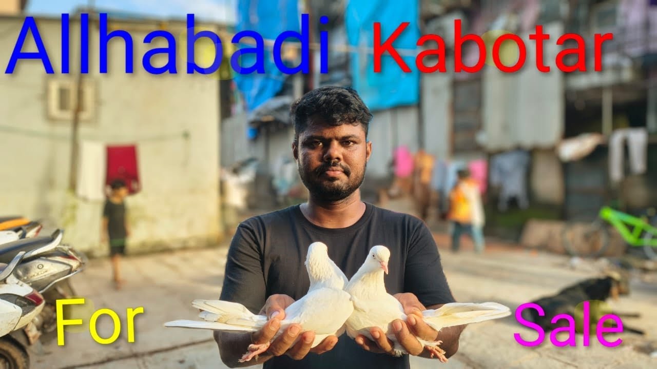 #Top#quality#allahabadi beta kabutar for sale  contact number Nasir bhai 8291714322
