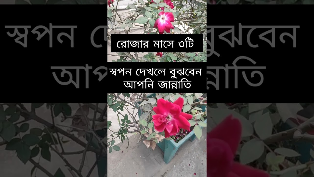রোজার মাসে ৩টি স্বপন দেখলে বুঝবেন আপনি জান্নাতি #islamicvideo 