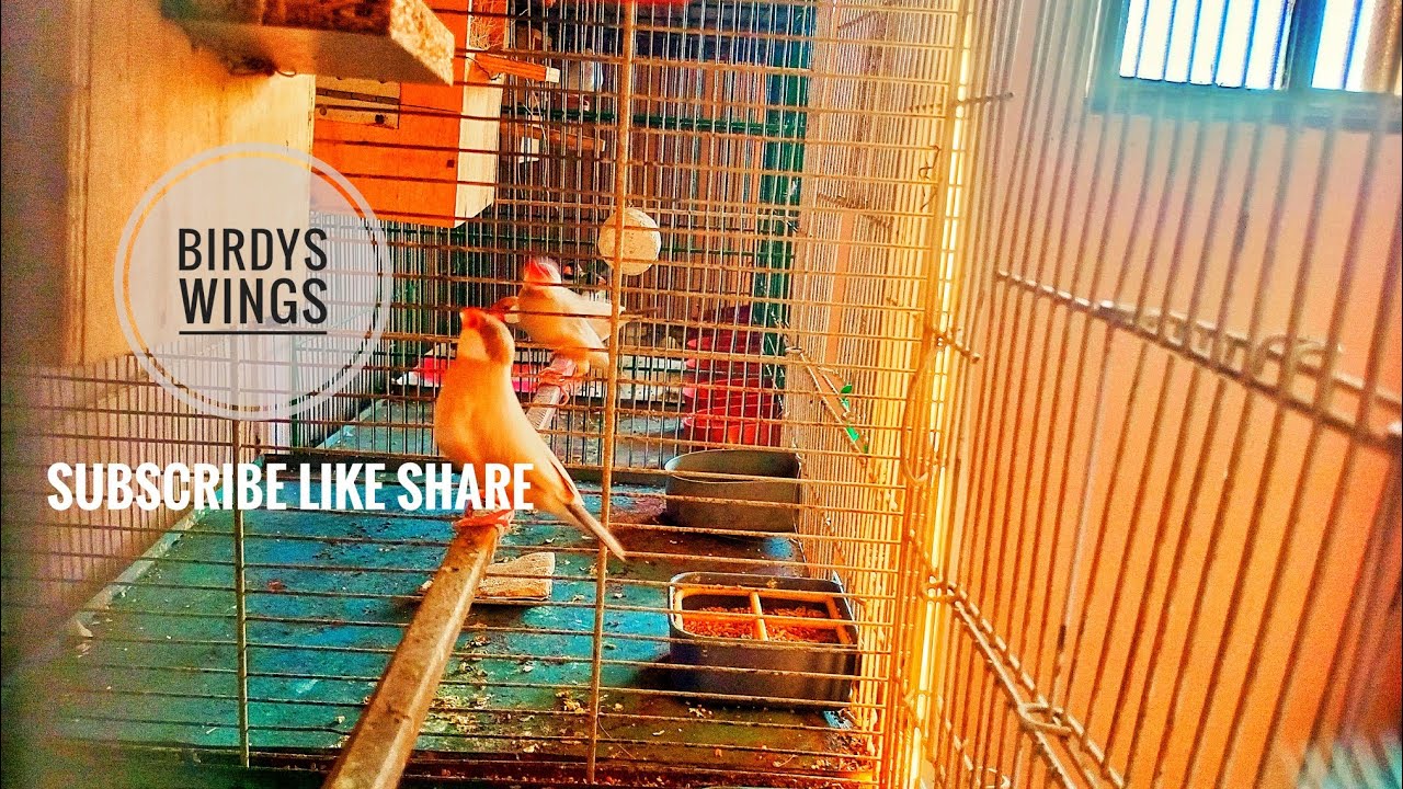 Birdys Wings is live! 🕊🕊🐦🐦🐦🦜🦜🐥🐥🦃🦃🐓🐓@Birdyswings house 🏠🏠🏠😍😍🥰🥰❤❤