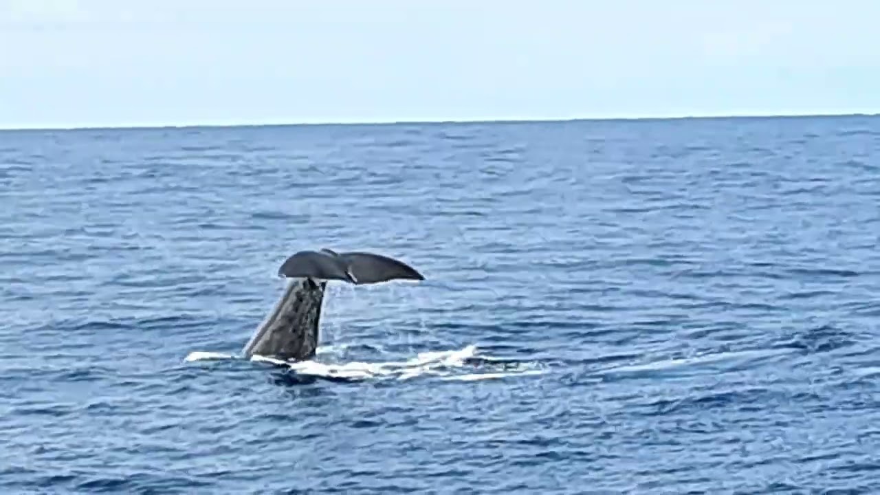 New Zealand Kaikoura Whale Watching
