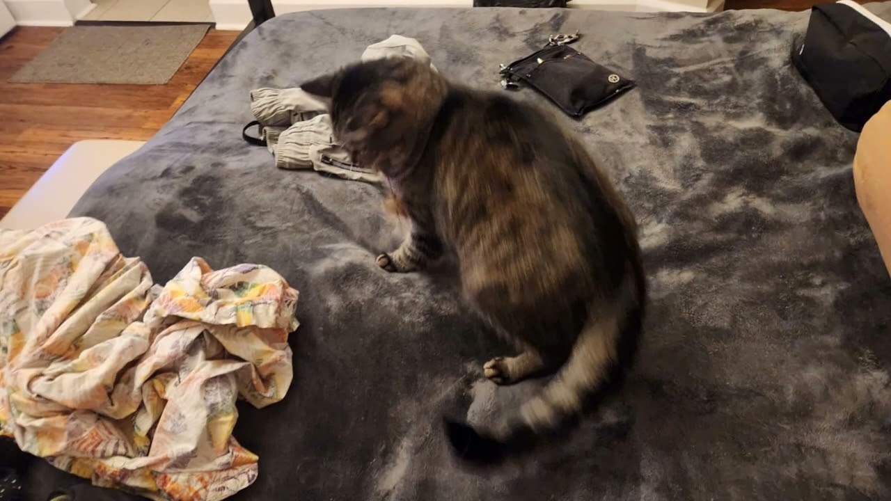 🐾🎾 Cat Dancer Interactive Toy – Fun & Exercise for Curious Cats!