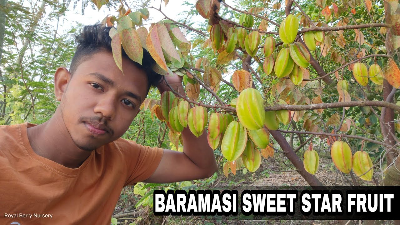 Baramasi sweet star fruit plant nursery | new sweet star fruit plant available my nursery