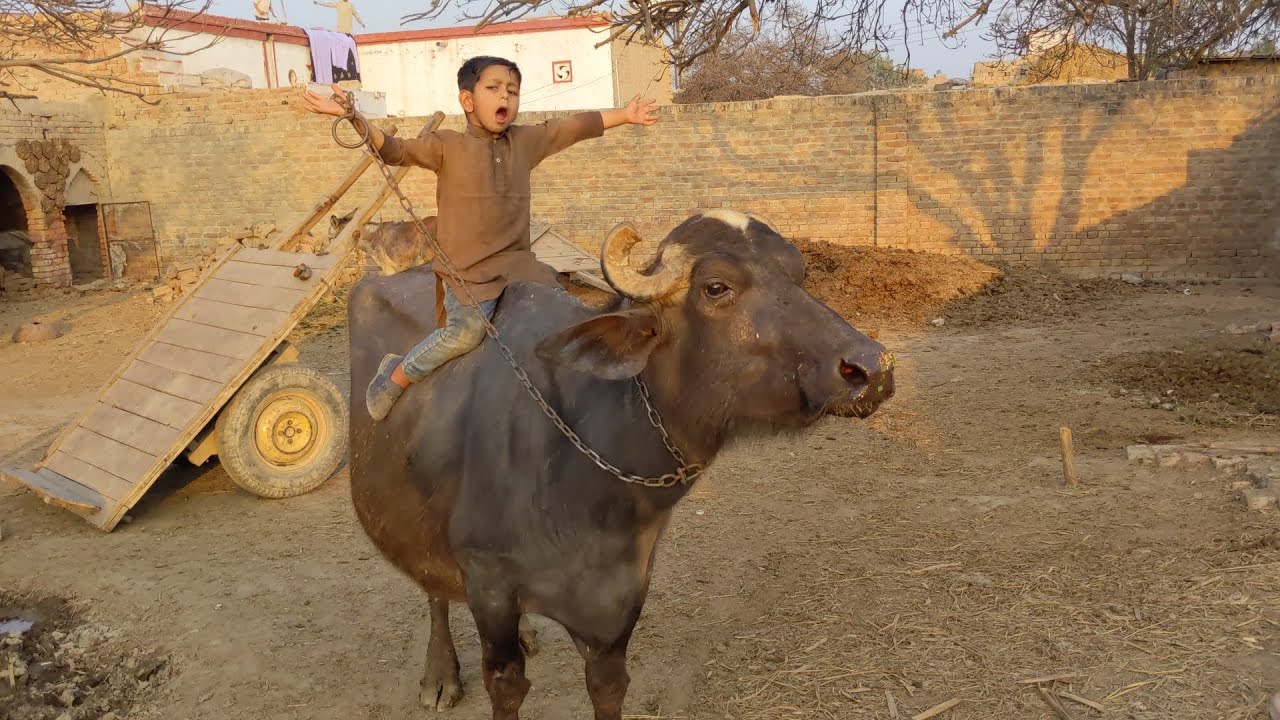 Buffalo calf | buffalo Care | buffalo video. 