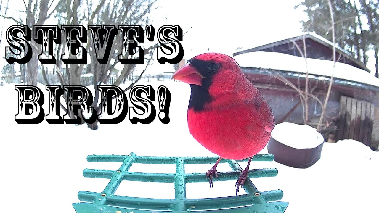 Steve's Birds - Ep 1?