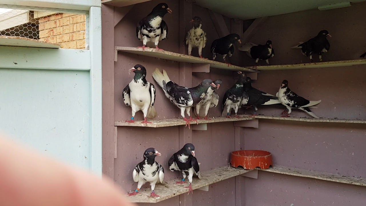 Vouta pigeons Tom