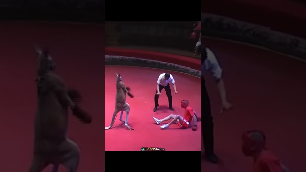 Kangaroo Vs Boxer Fight 💀