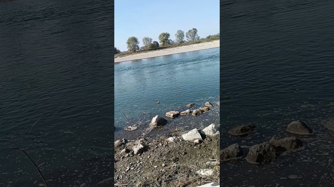 pesca alla carpa sul fiume po' Alessandria #duet #fishing #carpfishing #carp #viralvideo