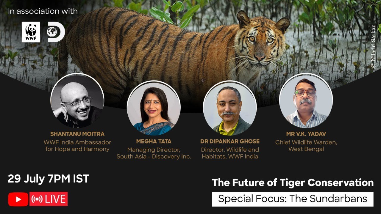 The Future of Tigers in Sundarbans