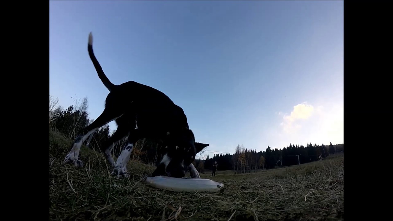 Rony - Alaskan Husky  ..::FRISBEE::..