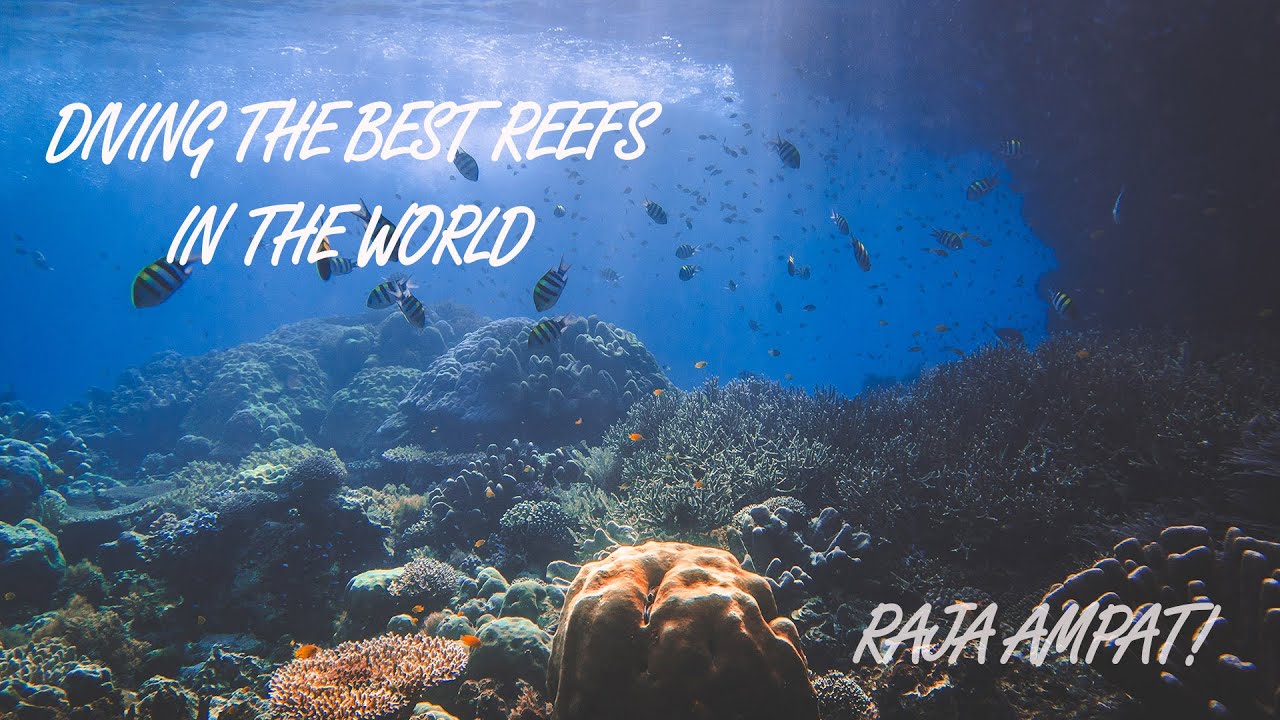Raja Ampat trip with Mikumba Dua 2024