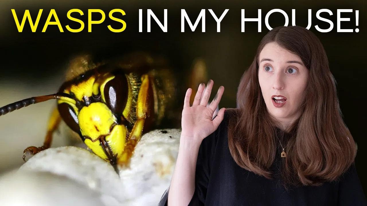 Wasp Nest Found Near My House – Guess Who Moved In!