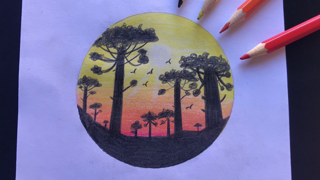 Araucárias com pôr do sol. Scenery drawning.