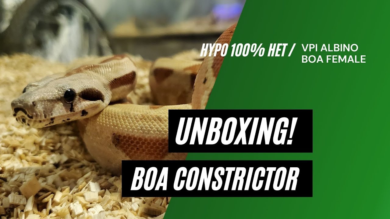 BOA CONSTRICTOR UNBOXING || BEAUTIFUL BOA || TL OFFICIAL.