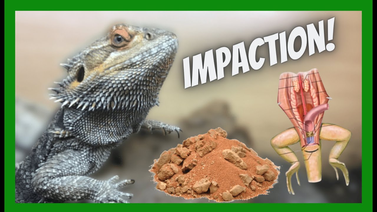 Does Loose Substrate Cause Impaction In Bearded Dragon’s And Other Fossorial Reptiles ?