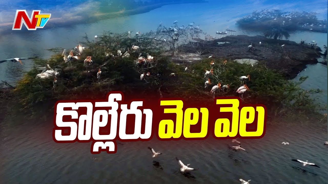 కొల్లేరుకు జలకళ | NTV Ground Report From Kolleru Lake | Ntv