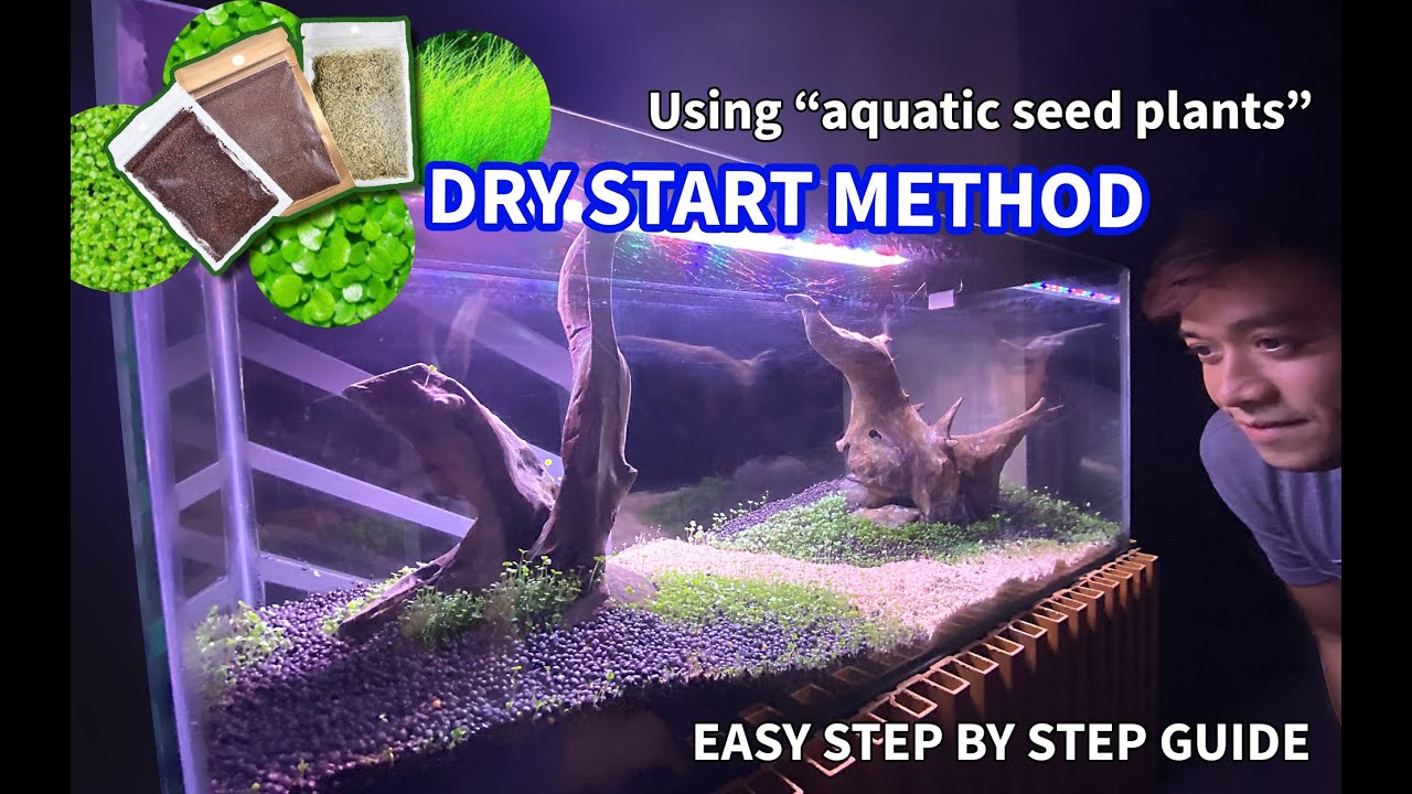Growing Carpet Seeds for Beginners -An Easy DRY START METHOD for Aquascaping Pt. 01
