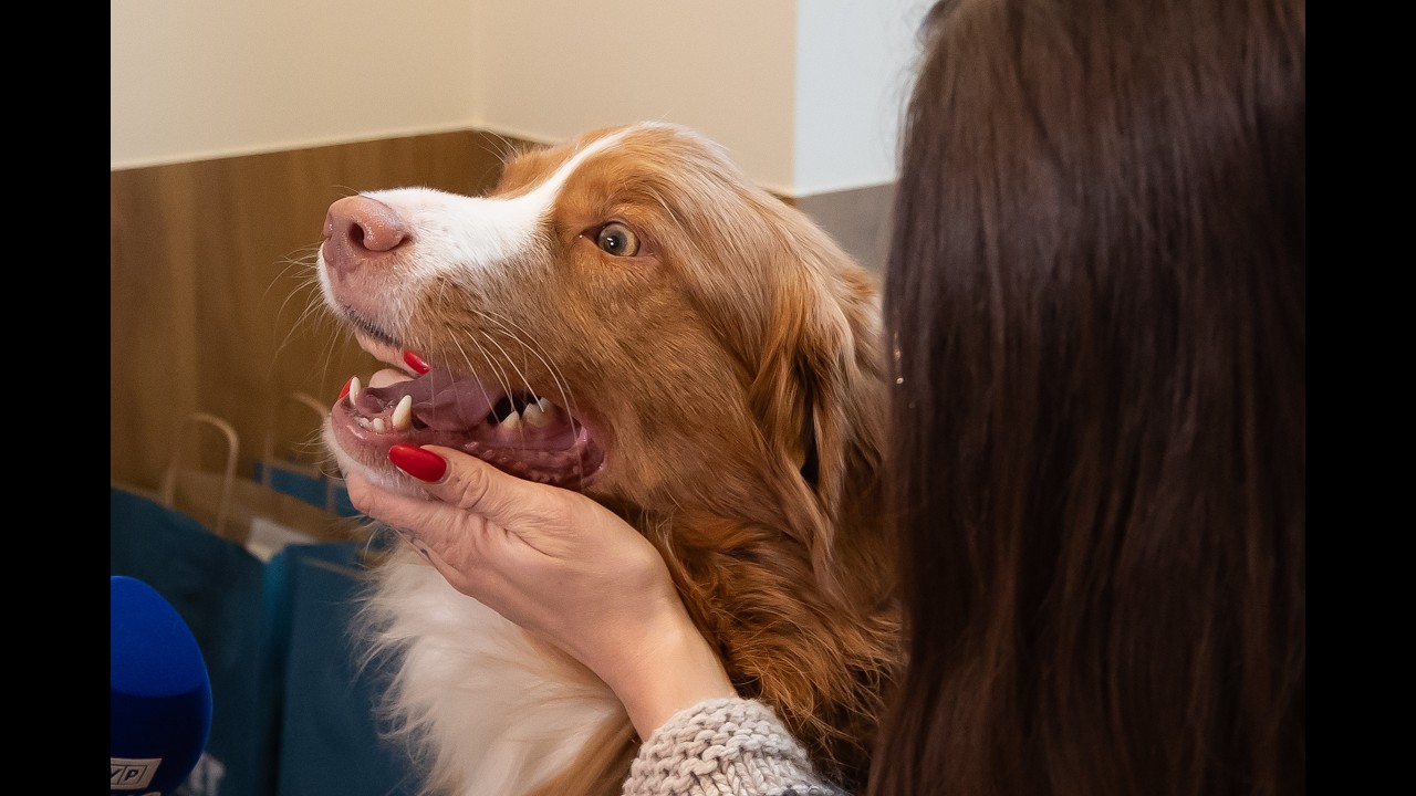 Pavasarį bundant gamtai paūmėja gyvūnų ligos: pateikė geriausius būdus jų i&scaron;vengti