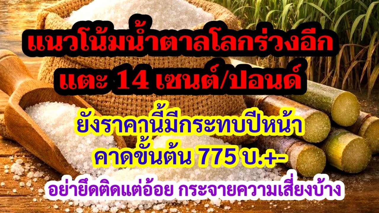 จับตาน้ำตาลโลกหลุด 14 เซนต์ ไม่ดีขึ้นเสียงกระทบราคาอ้อยขั้นต้นปีหน้า รับไม่ได้ถ้าต่ำ 800 บาทหลายเหตุ