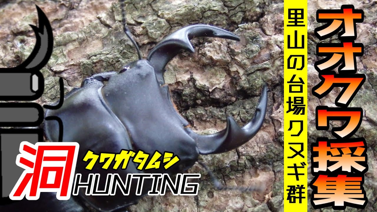 黒いダイヤ⁉里山の台場クヌギでオオクワ採集‼【クワガタムシ】