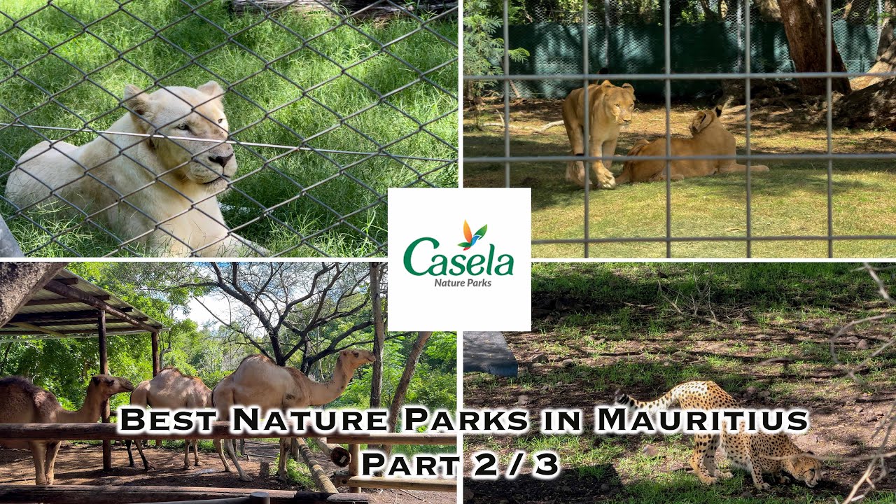 🇲🇺 Mauritius - Casela Nature Parks | Premier nature and adventure destination Part 2/3 | 4k
